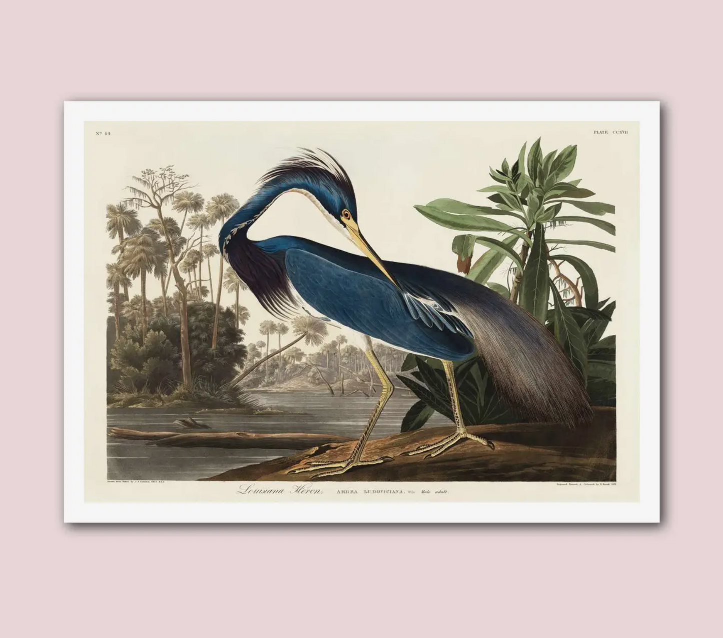 Louisiana Heron Vintage Natural History Print - A3